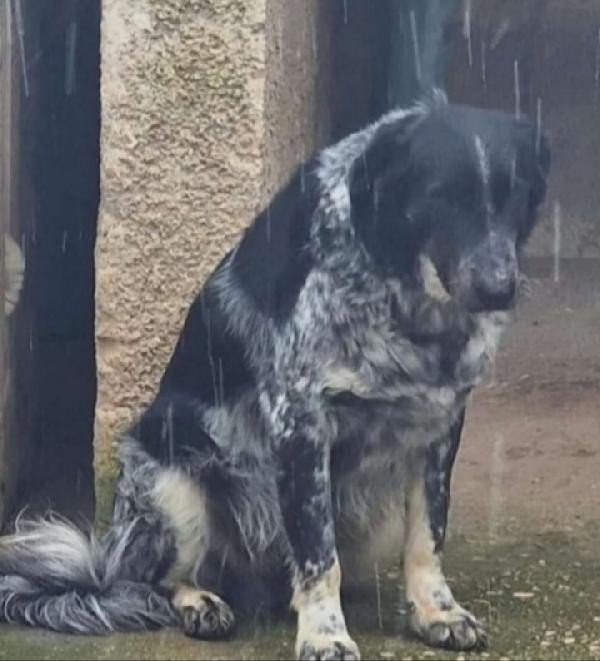 Sam 7/8Anni Tg Grande Sfortunato..puglia