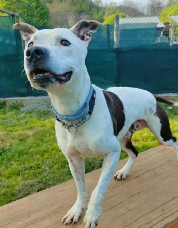 Pitbull 12anni buono e sfortunato GENOVA Foto 2