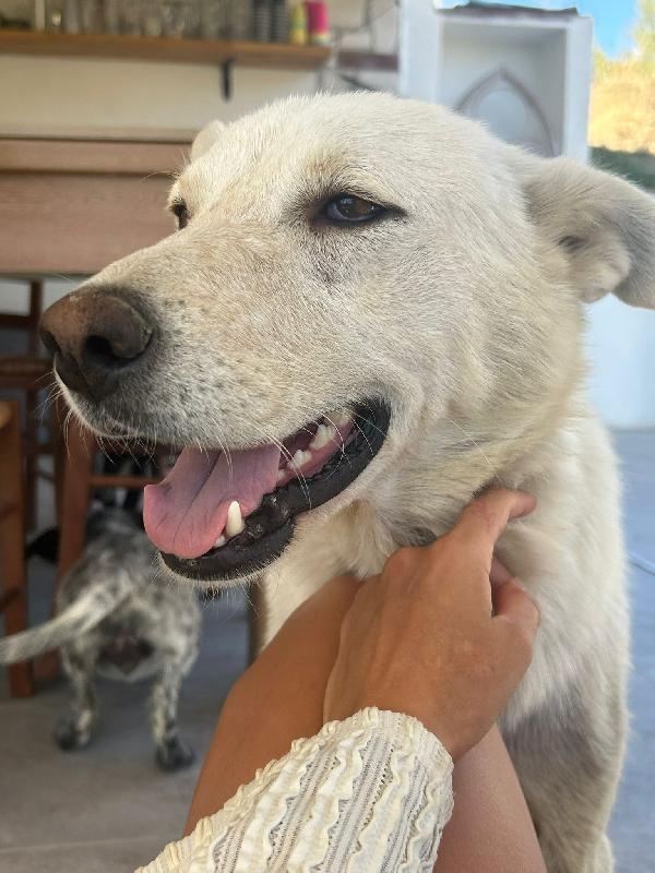 🌟🌟 Maya Vuoi Diventare Il  Lieto Fine Della Sua  Storia? 🐾