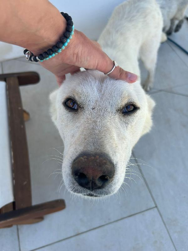 🌟🌟 Maya Vuoi diventare il  lieto fine della sua  storia? 🐾 Foto 4