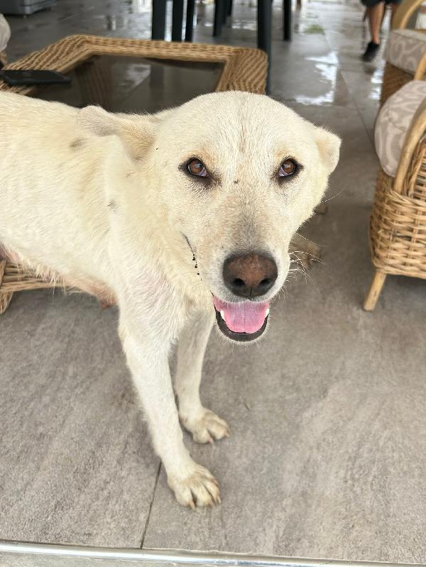 🌟🌟 Maya Vuoi diventare il  lieto fine della sua  storia? 🐾 Foto 5