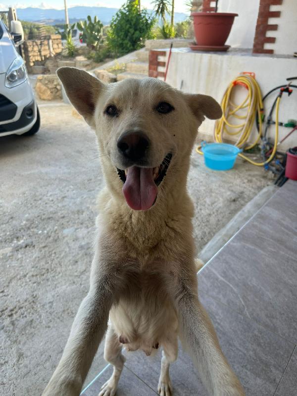 🌟🌟 Maya Vuoi diventare il  lieto fine della sua  storia? 🐾 Foto 6