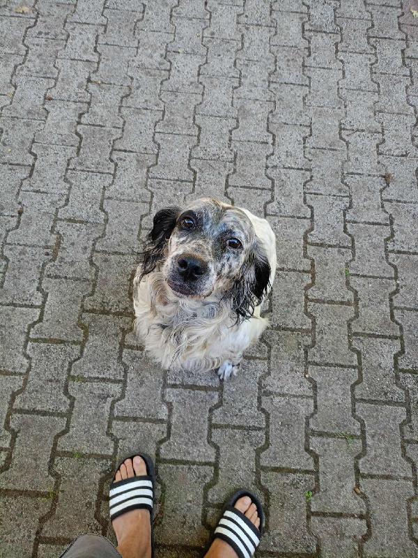 💖💖Spillo, il cuore dolce in cerca di una famiglia 🐾 Foto 5
