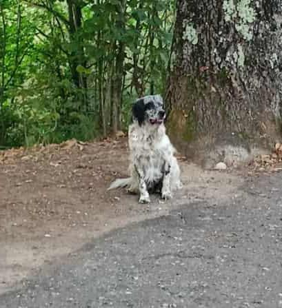 💖💖Spillo, il cuore dolce in cerca di una famiglia 🐾 Foto 6