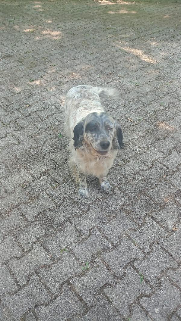 💖💖Spillo, il cuore dolce in cerca di una famiglia 🐾 Foto 7