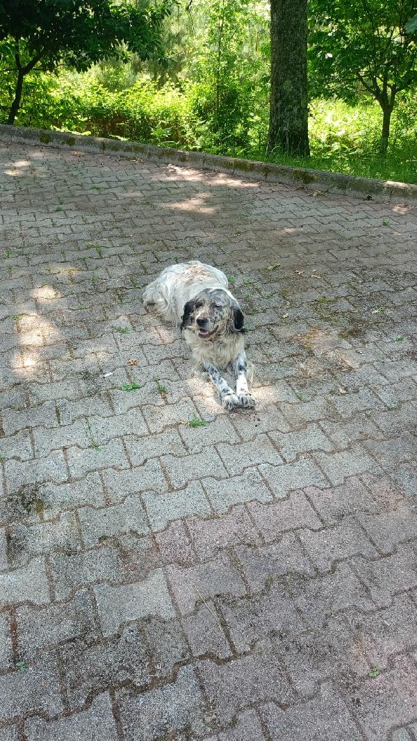 🌟🌟Spillo , splendido setter inglese lo Vuoi rendere felice ? 🐶 Foto 7