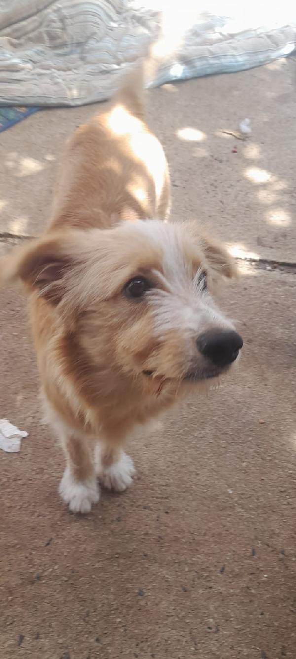 💖💖Spillo cerca un posto nel tuo cuore 🐾 Foto 6