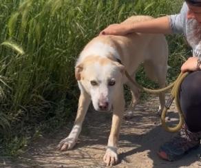 Airy femmina mix Labrador 3/4anni BRESCIA Foto 5