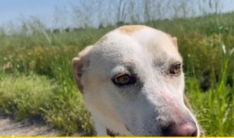 Airy femmina mix Labrador 3/4anni BRESCIA Foto 9
