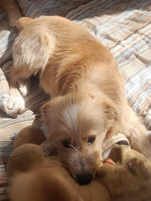 🌟🌟Spillo , Vuoi cambiare la sua  vita ? 🐶✨ Foto 2