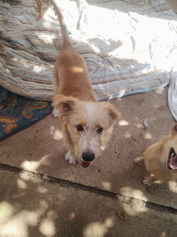 🌟🌟Spillo , Vuoi cambiare la sua  vita ? 🐶✨ Foto 4