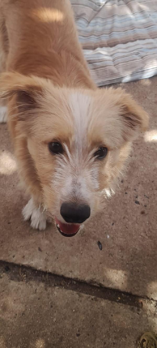 🌟🌟Spillo , Vuoi cambiare la sua  vita ? 🐶✨ Foto 5
