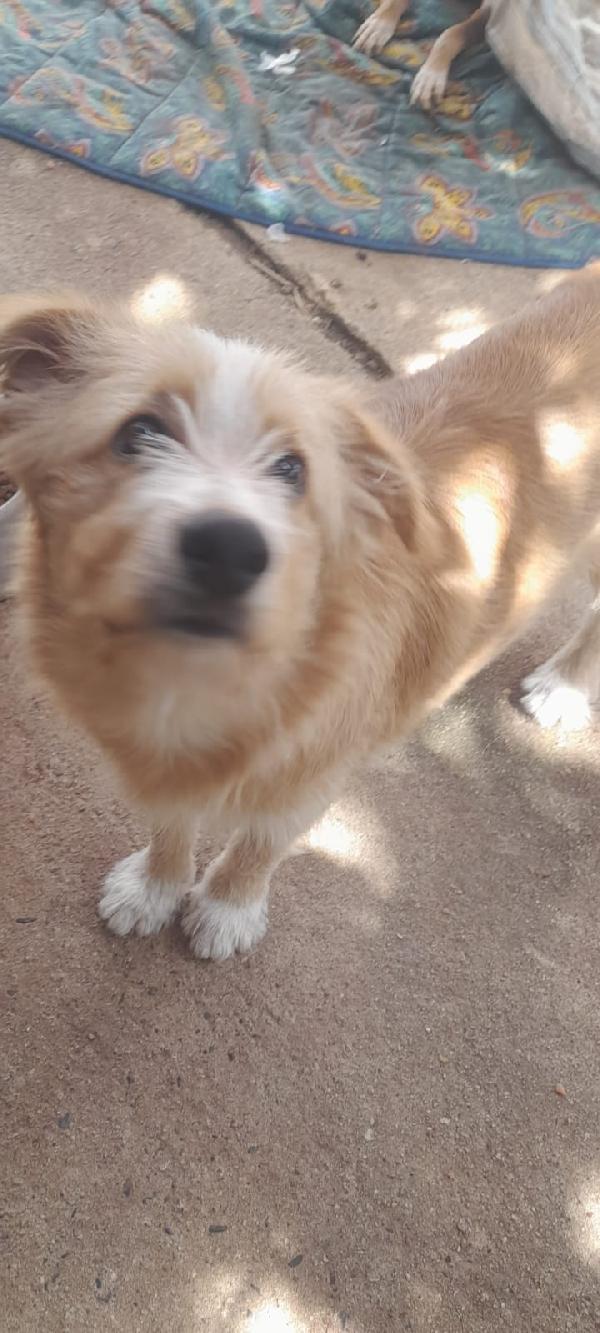 🌟🌟Spillo , Vuoi cambiare la sua  vita ? 🐶✨ Foto 8