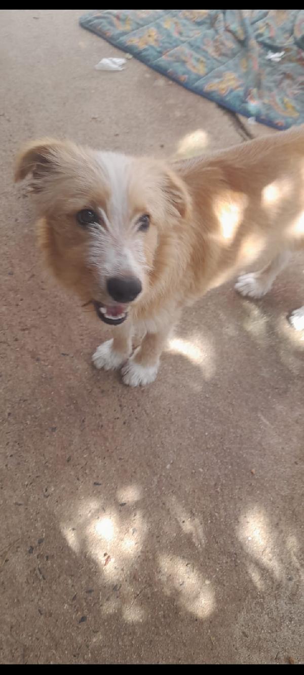 🌟🌟Spillo , Vuoi cambiare la sua  vita ? 🐶✨ Foto 9