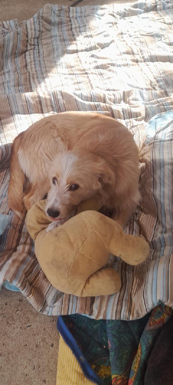🌟🌟Spillo , Vuoi cambiare la sua  vita ? 🐶✨ Foto 10
