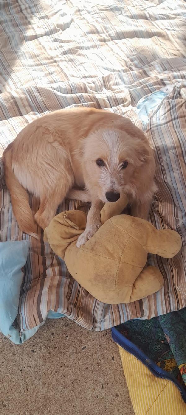 🌟🌟Spillo , Vuoi cambiare la sua  vita ? 🐶✨ Foto 11