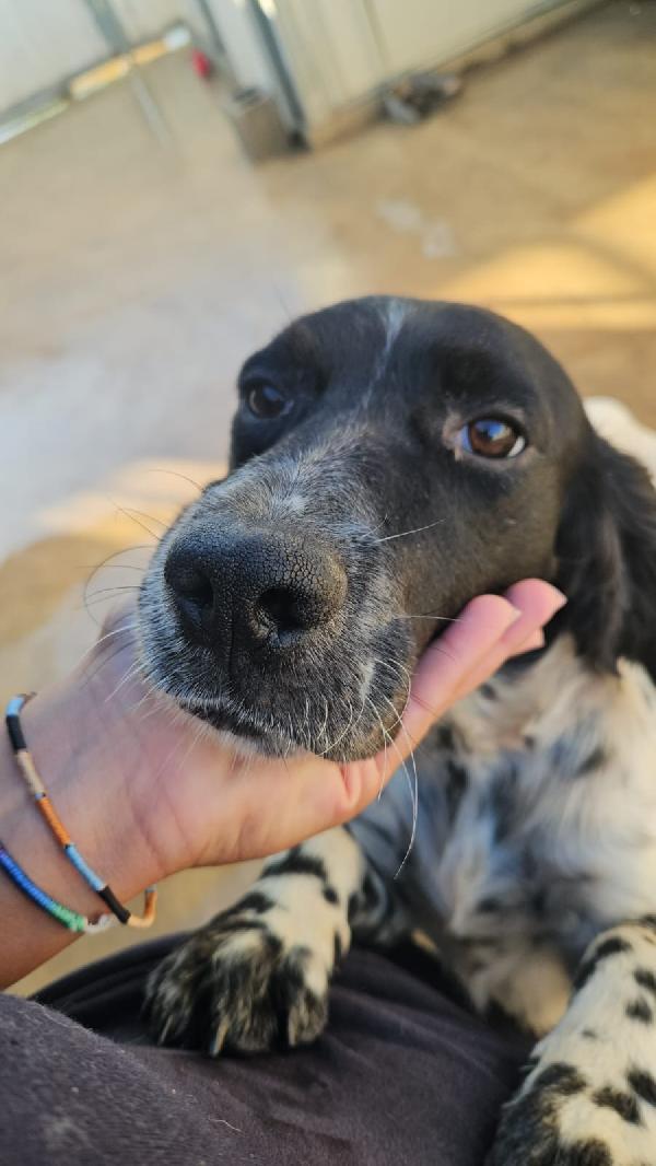 Aldo Splendido Giovane Setter Cerca Famiglia Foto 4