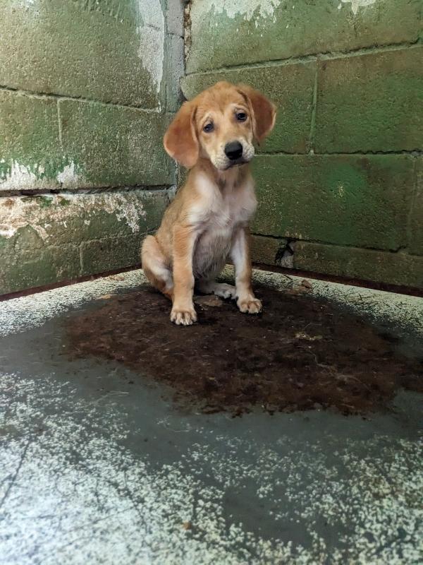 Mira, cucciola 2 mesi taglia medio-grande – colore arancio Foto 2