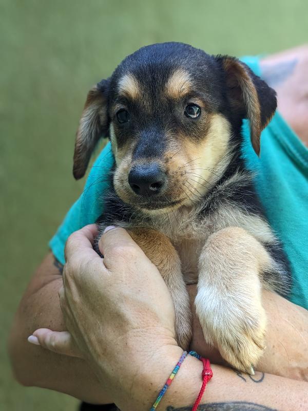 Zoey, cucciola 2 mesi taglia medio-grande – nero focato Foto 2