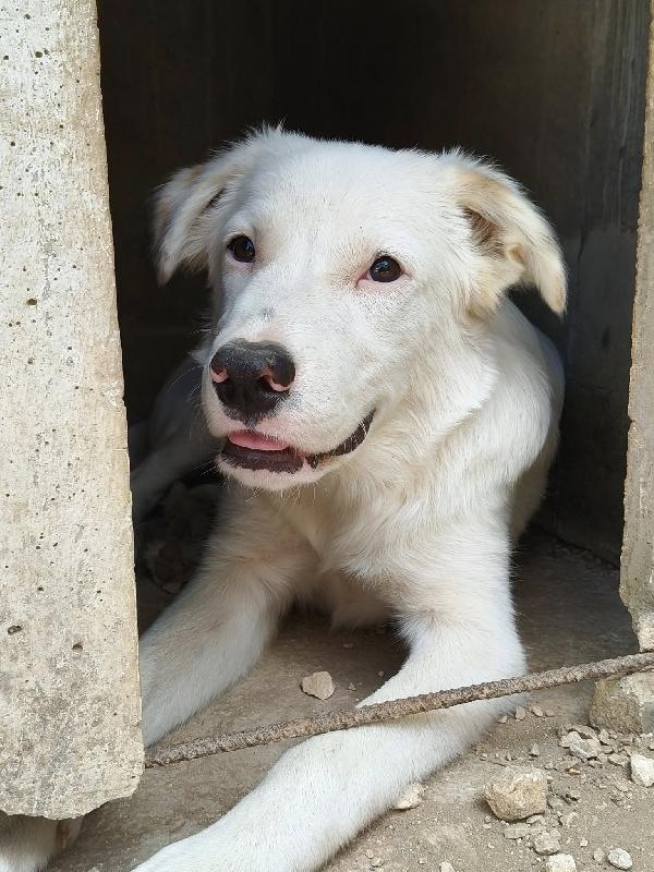IL BELLISSIMO SNOOPY Foto 2