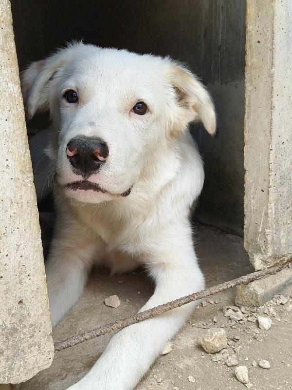 IL BELLISSIMO SNOOPY Foto 3