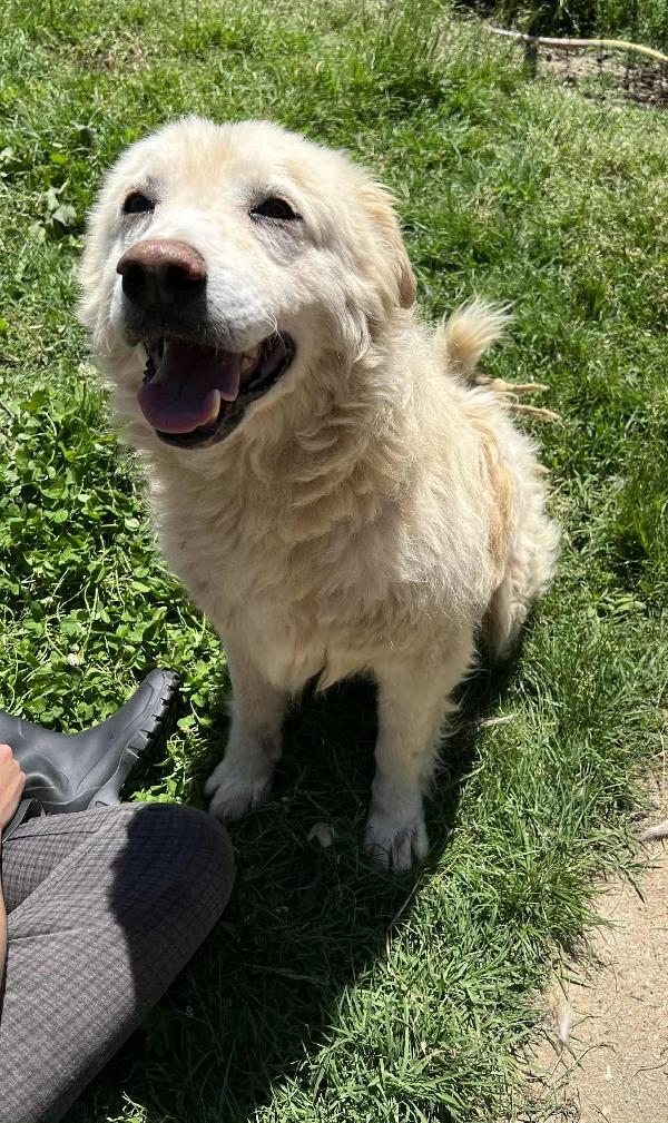 Buddy  Foto 4