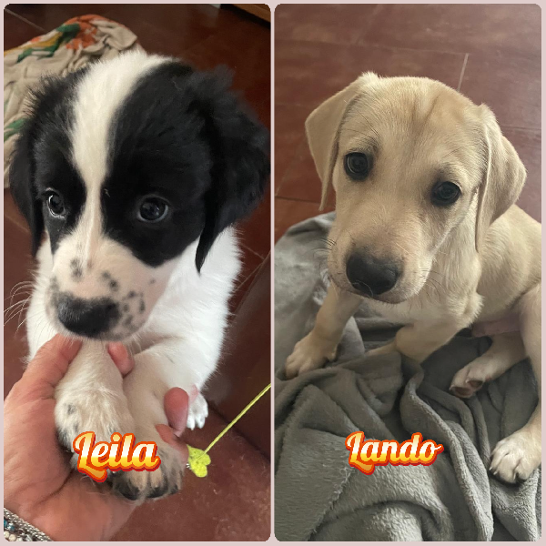 Leila E Lando Due Cuccioli Di Quasi 2 Mesi Cercano Casa ❤️