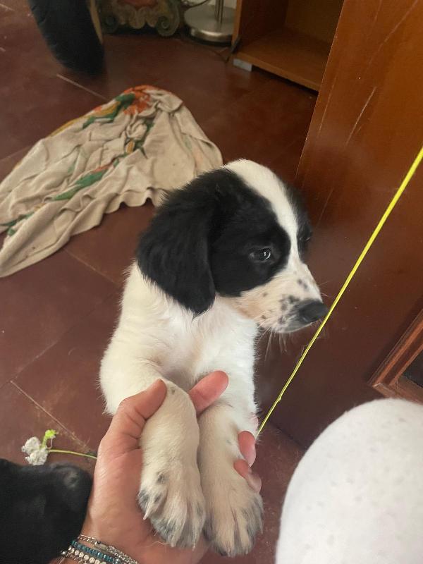Leila e Lando due cuccioli di quasi 2 mesi cercano casa ❤️ Foto 2