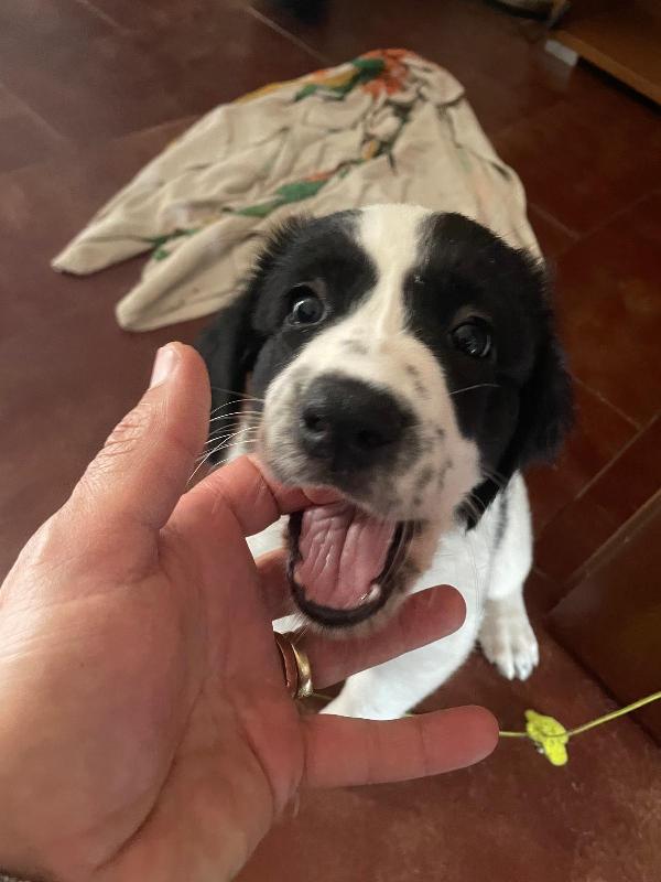 Leila e Lando due cuccioli di quasi 2 mesi cercano casa ❤️ Foto 4