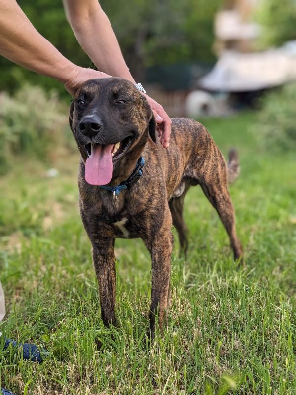 BEAR - cane di 3 anni - taglia media Foto 4
