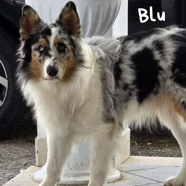 Blu - Australian Sheperd 11 Mesi Cerca Casa