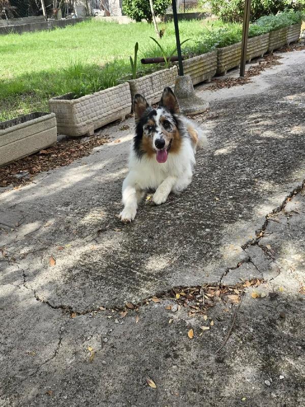 Blu - AUSTRALIAN SHEPERD 11 mesi cerca casa Foto 2