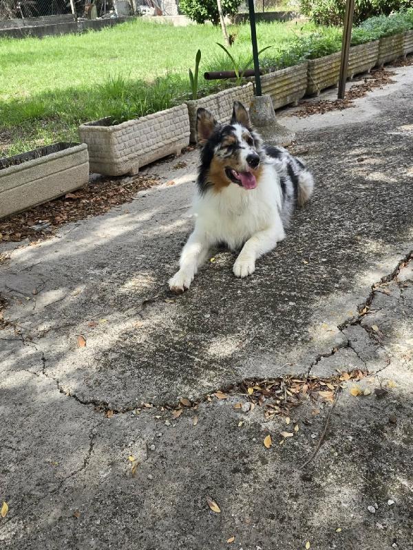 Blu - AUSTRALIAN SHEPERD 11 mesi cerca casa Foto 3