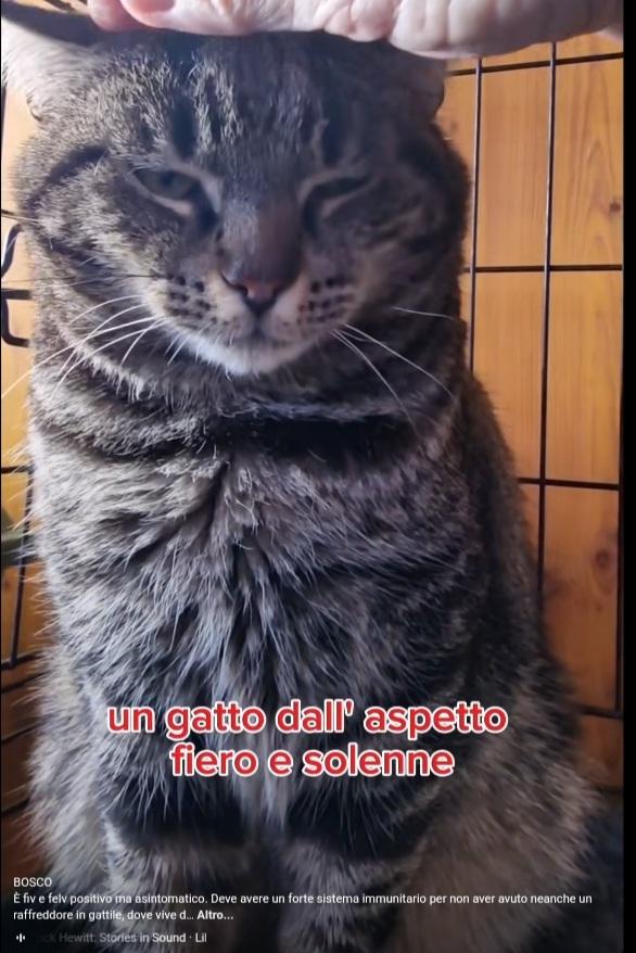 Micione tigrato adulto FIV-FELV + asintomatico Foto 2