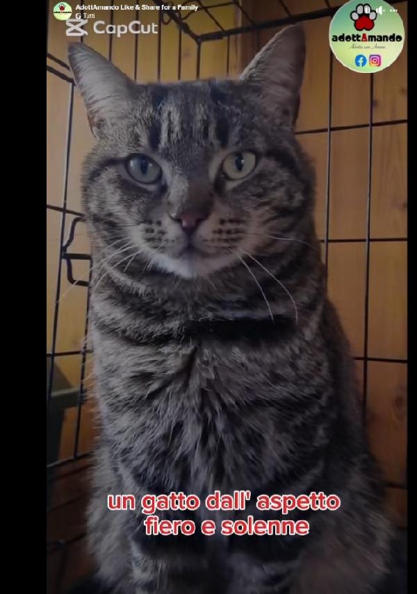 Micione tigrato adulto FIV-FELV + asintomatico Foto 3