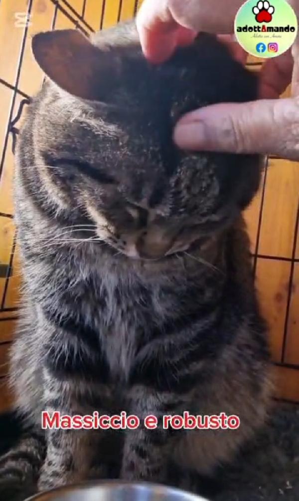 Micione tigrato adulto FIV-FELV + asintomatico Foto 4