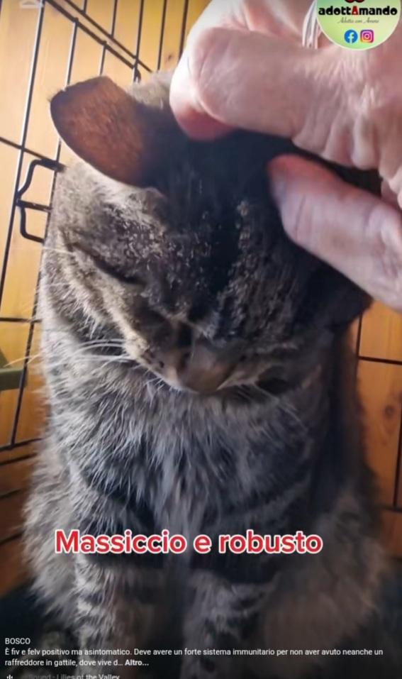 Micione tigrato adulto FIV-FELV + asintomatico Foto 5