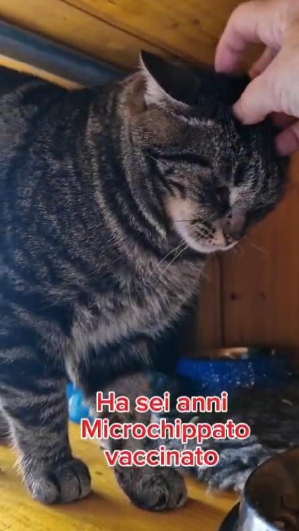 Micione tigrato adulto FIV-FELV + asintomatico Foto 7