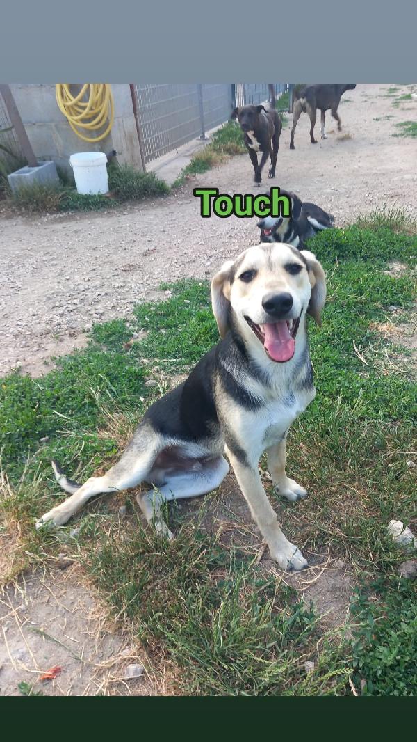 Touch - Cucciolo Di 11 Mesi - Taglia Media