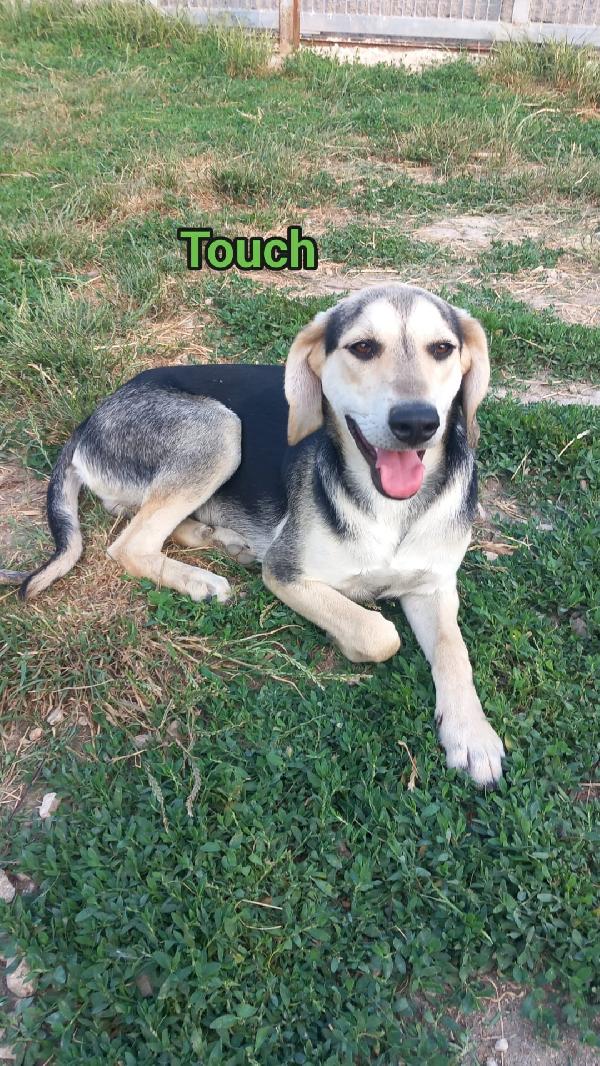 TOUCH - cucciolo di 11 mesi - taglia media Foto 2