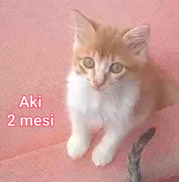 Gattini Esclusi E Soli 