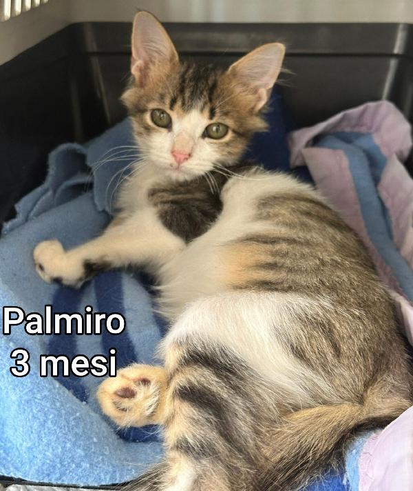 GATTINI ESCLUSI E SOLI  Foto 3