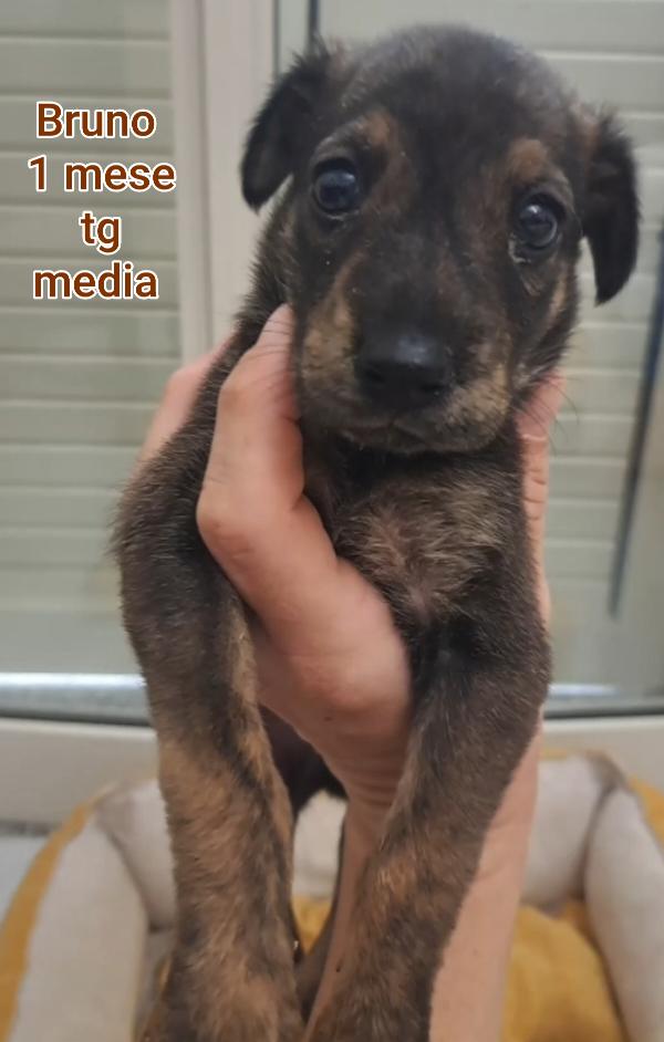 Cuccioli meravigliosi in adozione  Foto 2