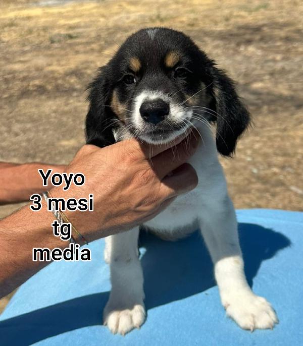Cuccioli meravigliosi in adozione  Foto 9