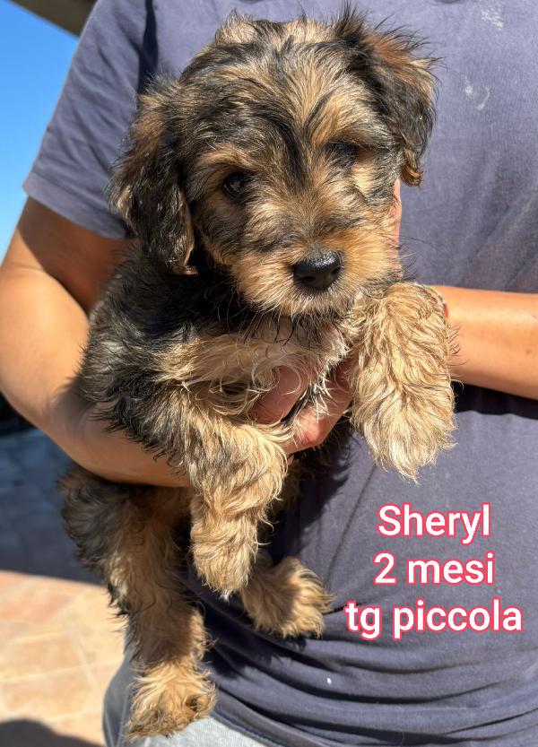 Piccoli cagnolini! In rifugio  Foto 2