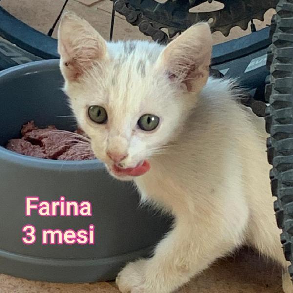 MICINI SENZA FUTURO  Foto 5