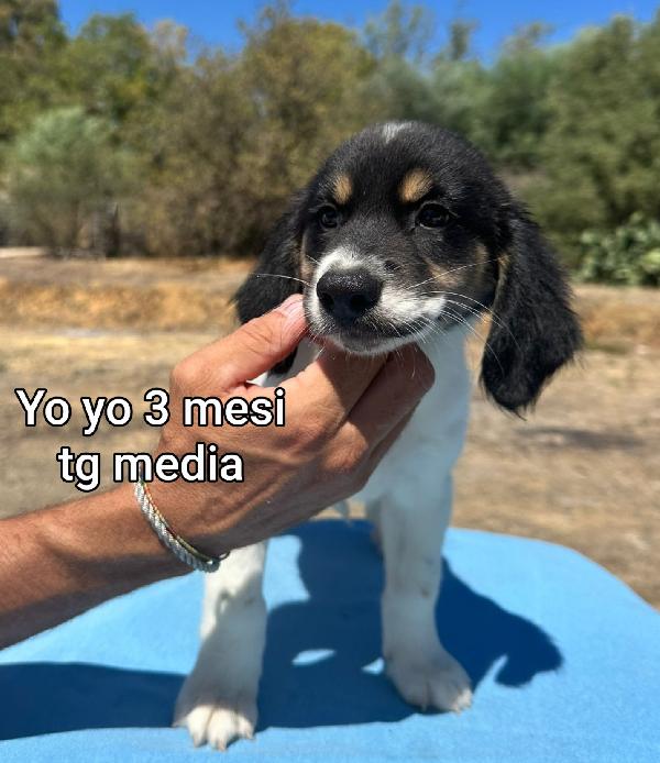 Un sacco di cuccioli abbandonati  Foto 3