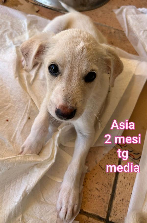 Un sacco di cuccioli abbandonati  Foto 9