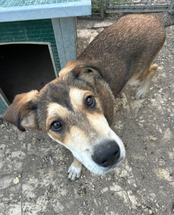 CUCCIOLO ESCLUSO DA TUTTI Foto 3