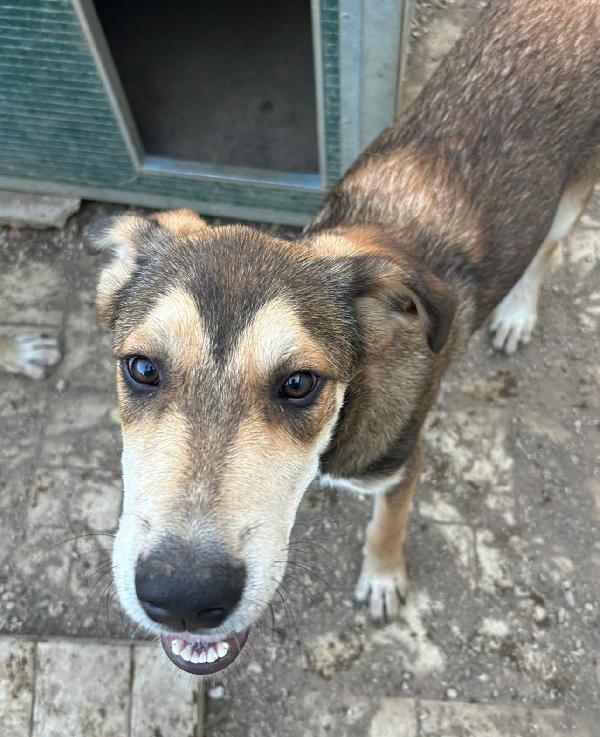CUCCIOLO ESCLUSO DA TUTTI Foto 4